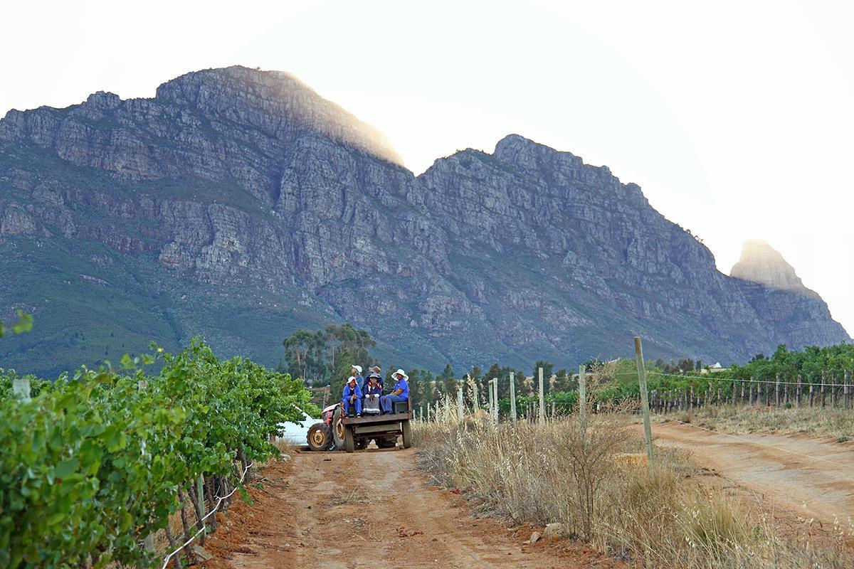 Muratie Wine Estate Стеленбош Екстериор снимка